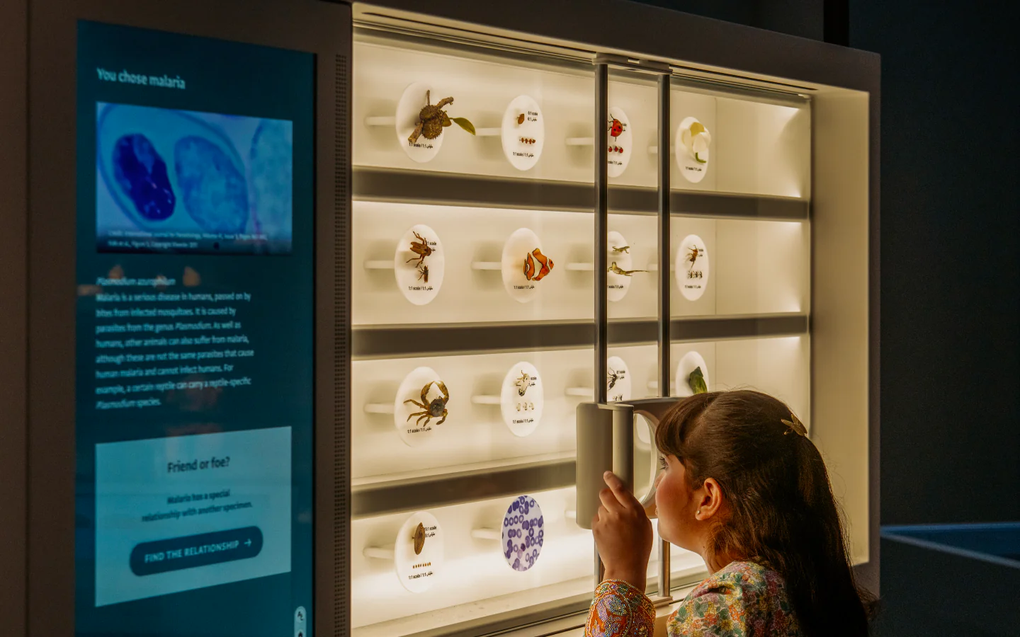 Educational specimen displays inside Natural History Museum Abu Dhabi 