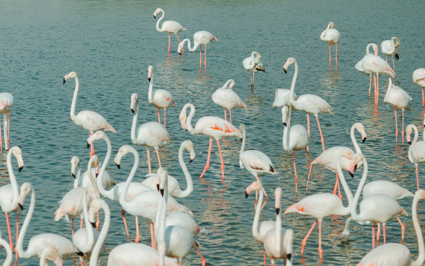 Flamingos gathered in shallow water for biodiversity research 