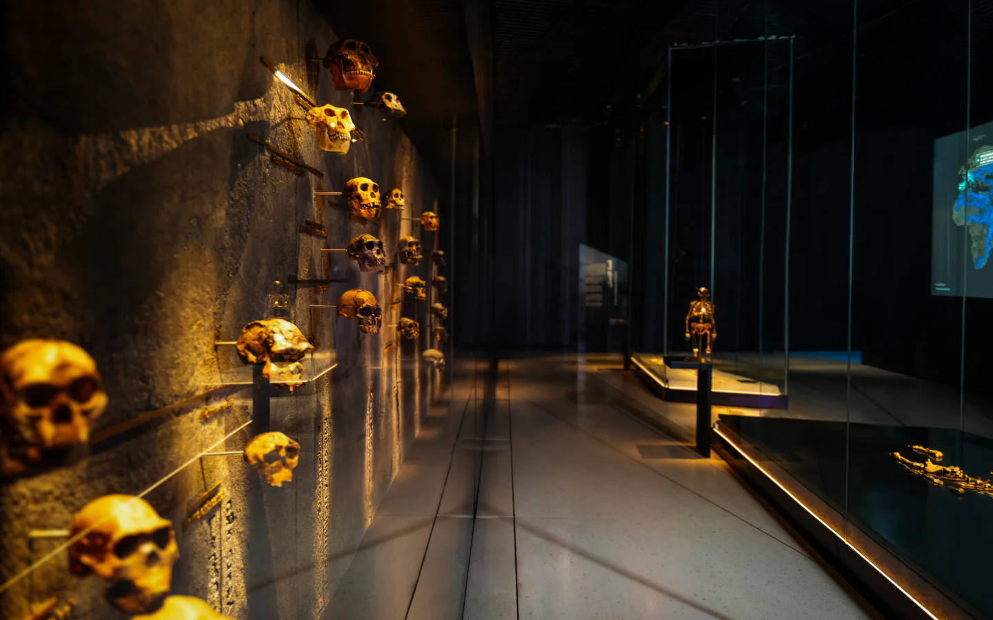 Human evolution displays illuminated inside the Human Story gallery 
