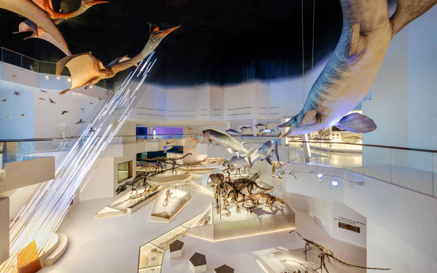 Marine animal skeletons displayed in the Evolving World gallery 